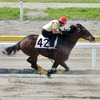 JRA競走に勝ったセール出身馬紹介(2018/7/21-22､マサハヤドリームなど24頭)