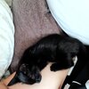 棲み分けする猫
