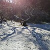 昨日は関東、初雪