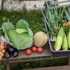 野菜の収穫