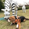 ひげじの足首