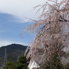 宝円寺の桜　　豊川市　2018_03_24