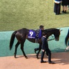 東京競馬11R ヴィクトリアマイル パドック直前予想 ◎9 プリモシーン！！！！！がんばれぇぇぇぇぇぇぇぇぇ！！！！！！！！  