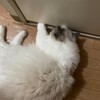 夏休みが終わってふくちゃんお留守番再開