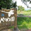 瓢湖のあやめ園（阿賀野市）2023