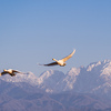劔岳とコハクチョウ：富山市野中