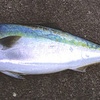 メジロ　太刀魚