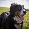 わんわんオタク、大好きな犬種について語る。