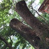 大和村恩勝集落にある高千穂神社の二又松は恋の成熟と子宝に恵まれるという。【大和村】