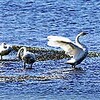 コハクチョウ湖北に飛来