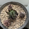 【多肉植物の夏の成長記録】九輪塔の大変身と新入り2株（ハオルチア「マリン」＆カブトガニ）