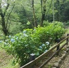 花ショウブが咲き出した