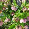 春ですね〜果樹•山菜•ずぼら花壇