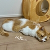 わがやの天使さん。