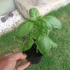 自家採種バジル　定植とポット分け