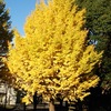 鹿沼公園（相模原市中央区）のイチョウ