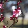 早春の大宮公園界隈～梅見にはまだ早い？そして、新たな出会い～