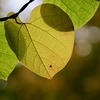 Ansibleの標準モジュールとしてはExcelから値を取得するモジュールが用意されていないらしい...