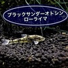 ブラックサンダーオトシン ローライマの飼育方法！餌や繁殖・混泳！