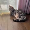 猫のハンモックを洗濯することになる