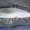 幻の魚🐟️【ビワマス】調査に同行🛥️💨