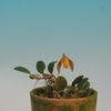 Bulbophyllum sp.（フィリピン産）