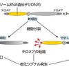 今日目を惹いたのは”人間は何歳まで生きられる？”、