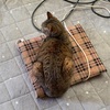 そうじをしても、私はどかない