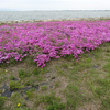 【写真加工】琵琶湖岸・・・芝桜の修正絵