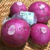 赤かぶの千枚漬け2024はJA相馬村「林檎の森」でかぶ2キロをゲット