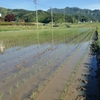 田植え〜2日目〜