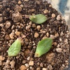 ベランダ放置の【多肉植物】から根っこ出現