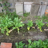 【家庭菜園】2度目の大根を収穫しました