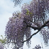 見上げて楽しむ最後の花