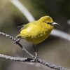【なぜ？】ハワイで4000万匹の蚊が放たれた理由とは？ 絶滅寸前の鳥たちを救う壮大な作戦