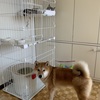 犬+猫と一緒に暮らす今が、フリーランスになって一番幸せかもしれない