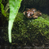 ヤマアカガエル Rana ornativentris