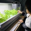 【我が家の食育】水耕栽培をやってみて感じたメリットとは?