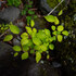 Yatsugatake Snaps 2026_02