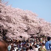 新宿御苑の桜