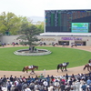 新馬戦出走馬 母・きょうだい成績（中山）＜12月7日(土)＞