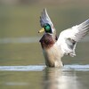 マガモはばたき｜写真では周囲や背景が重要で...