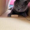 遊んで欲しいと噛んじゃう(コテツ　猫　 1歳)