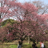 お昼休み 桜を探しに東御苑へ