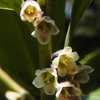 サカキ 榊 Cleyera Japonica パルファン サトリの香り紀行 サカキ 榊 Cleyera Japonica パルファン サトリの香り紀行