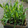 とうもろこしを植えよう
