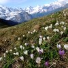 スイス旅：メンリッヘンのクロッカス