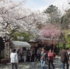 鎌倉は春の桜祭り