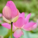 我慢して生きるほど人生は長くない