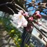 宇治川の桜、開花宣言するにゃー